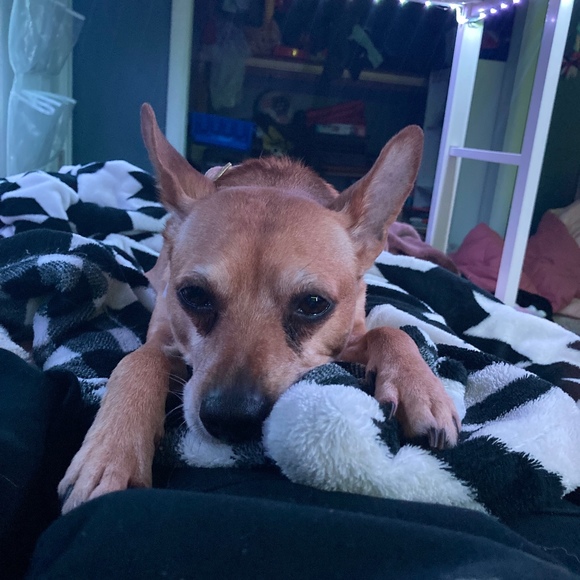 Meet your Posher, Emmy - Picture 1 of 1